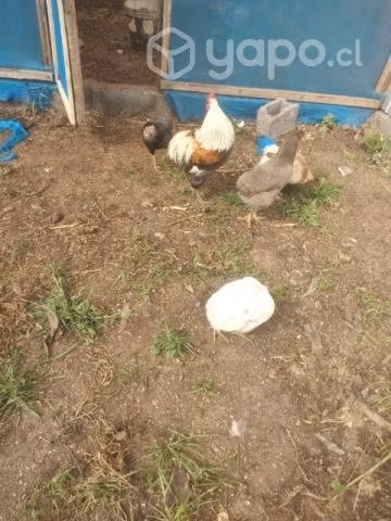 Huevo fertiles de gallina kollonca mapuches
