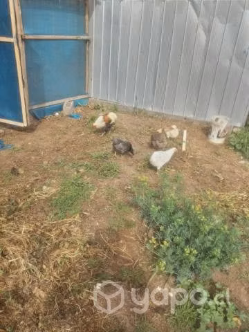 Huevo fertiles de gallina kollonca mapuches