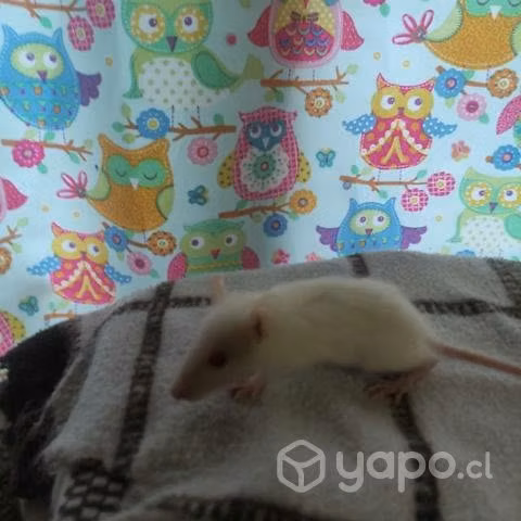Ratón de laboratorio