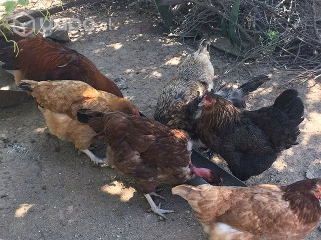 Gallinas de campo