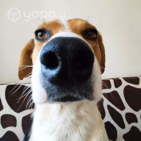 Perrito en adopcion - Imagen 3