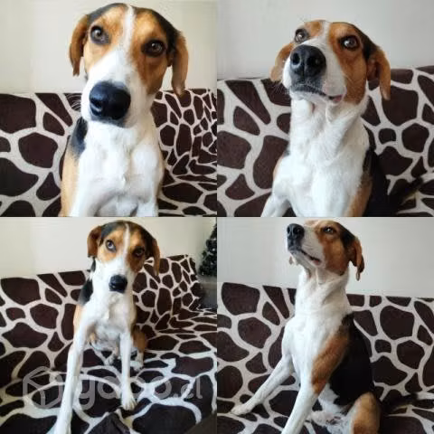 Perrito en adopcion