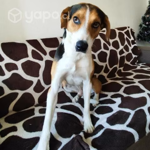 Perrito en adopcion - Imagen 4
