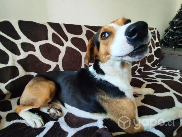Perrito en adopcion - Imagen 6