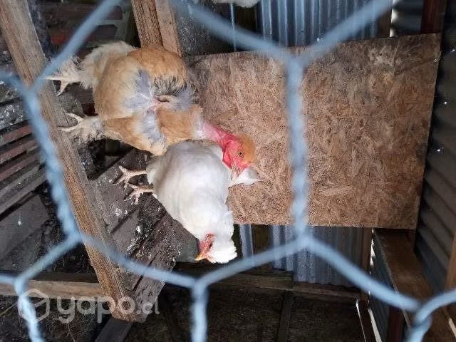 gallinas