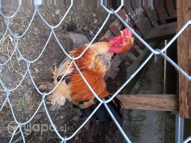 gallinas - Imagen 2