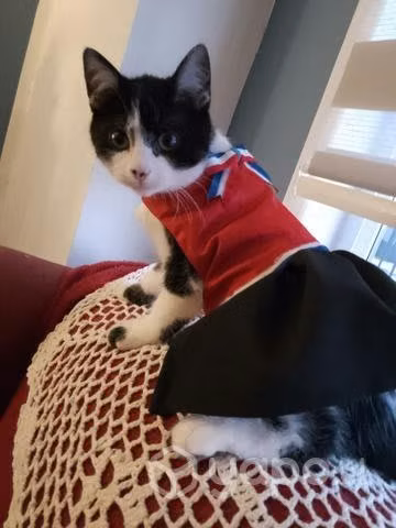 Ropa para gatitos - Imagen 5
