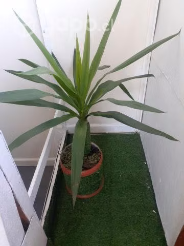 Yucas