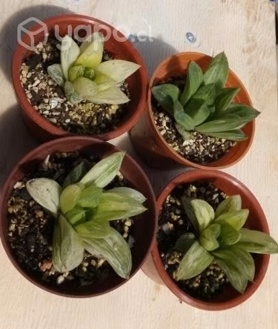 Haworthia cuspidata variegada