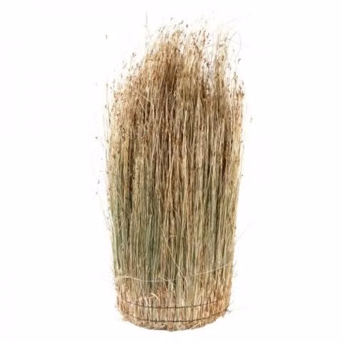 Totora rustica - Imagen 3