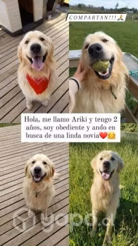 Golden retriever