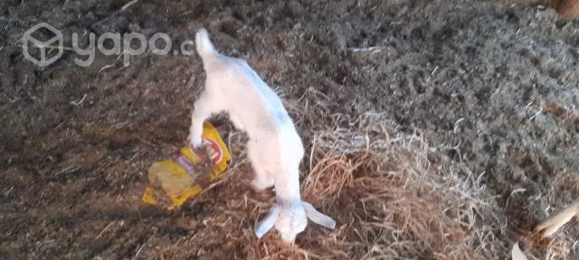 Cabras saneen paridas