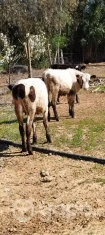 Vendo lote de terneros - Imagen 2