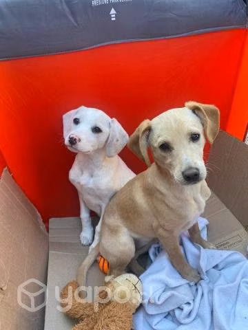 Perritas en adopción