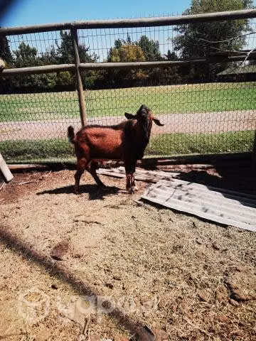 Cabras