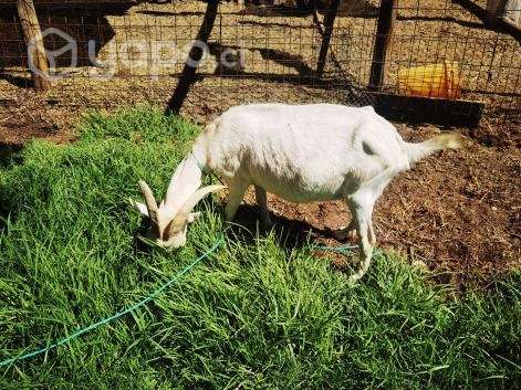 Cabras - Imagen 3
