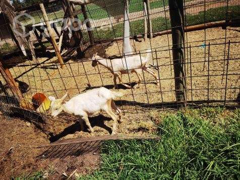Cabras - Imagen 2