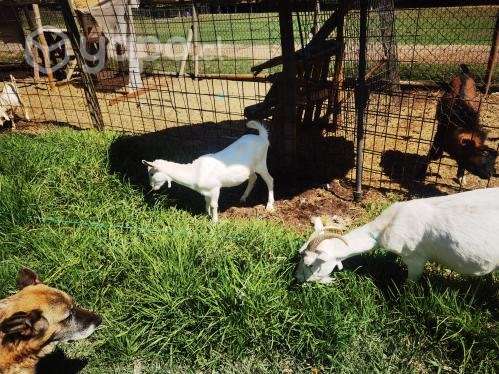 Cabras - Imagen 4