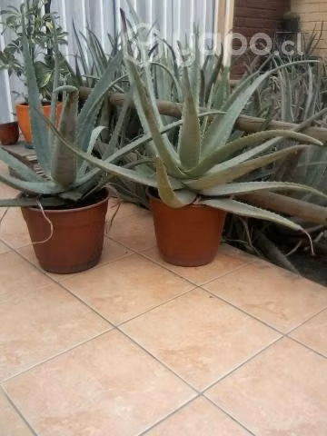 Aloe Vera