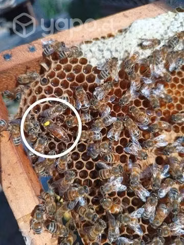 Abejas reinas fecundadas.
