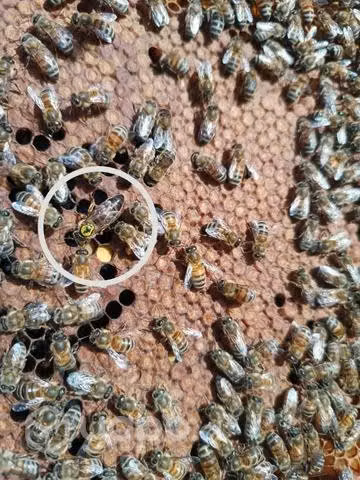 Abejas reinas fecundadas.