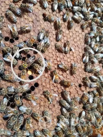 Abejas reinas fecundadas.