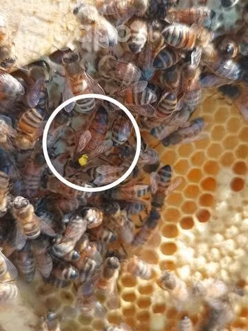 Abejas reinas fecundadas.