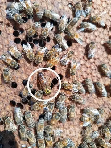 Abejas reinas fecundadas.