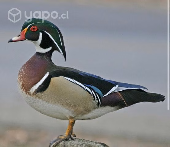 Pareja de patos carolinos