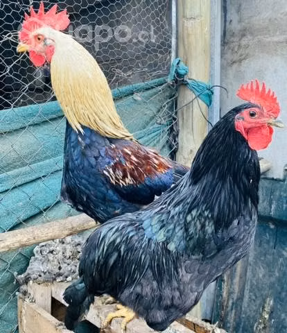 Gallos colloncos