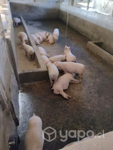 Lechones en venta