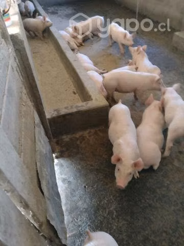 Lechones en venta
