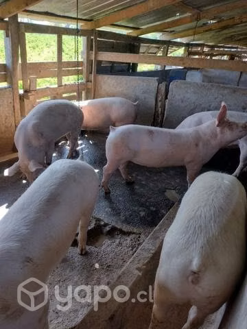 Lechones en venta