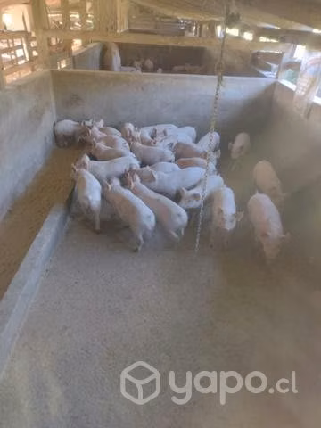 Lechones en venta