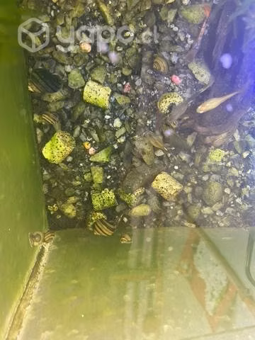 Caracol manzana cebras