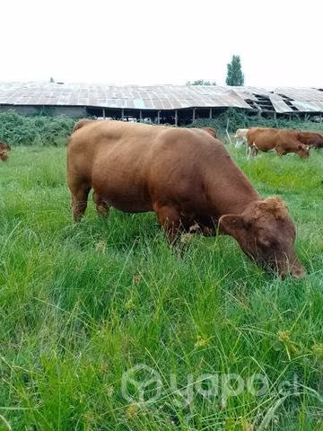 Toro Angus