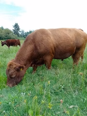 Toro Angus