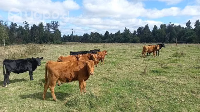 Terneros angus rojo y negro
