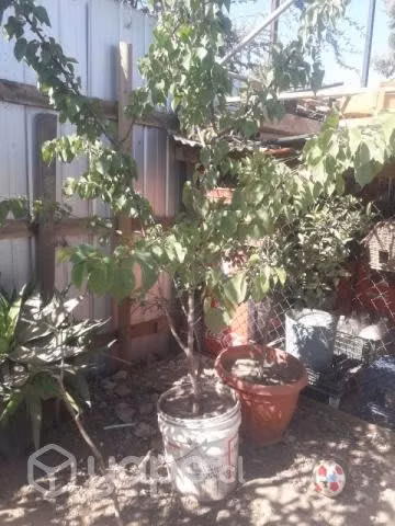 Árboles Frutales Injertados