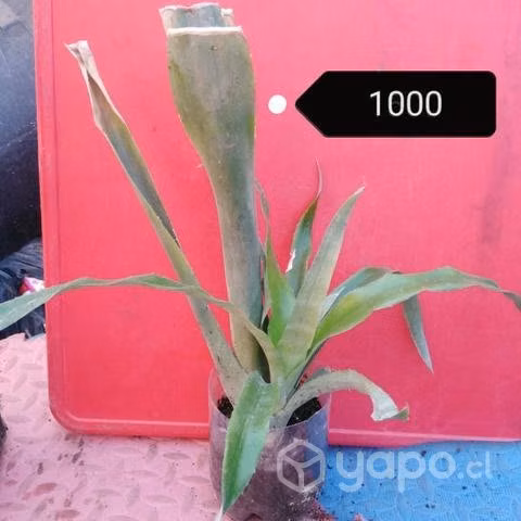 Plantas echas en casa