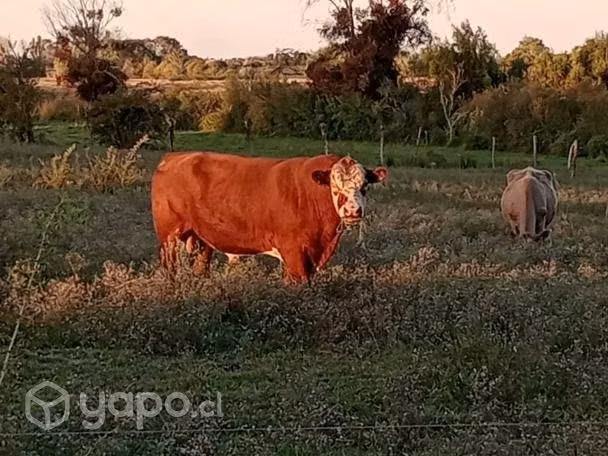 Toro angus rojo