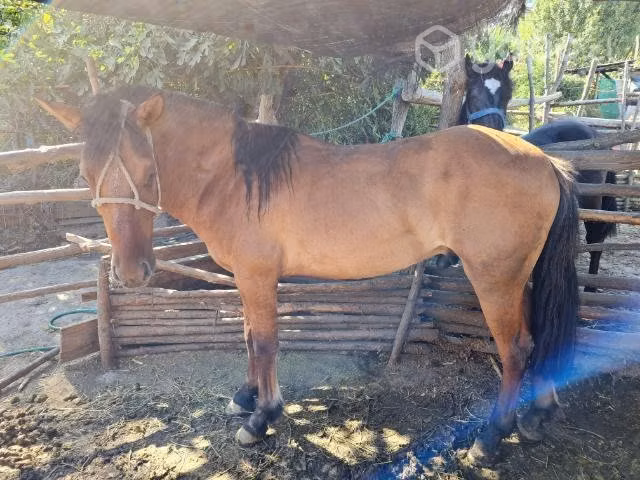 Caballos - Imagen 2