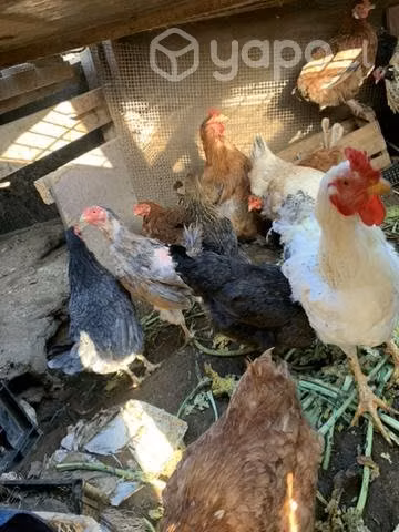 Gallinas de campo