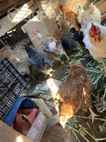 Gallinas de campo - Imagen 2