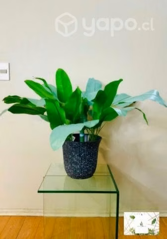 Oportunidad planta artificial