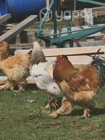 Pollos brahama y huevos