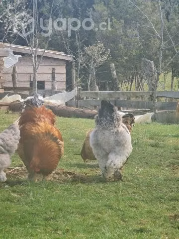Pollos brahama y huevos
