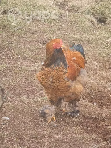 Pollos brahama y huevos