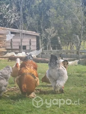 Pollos brahama y huevos