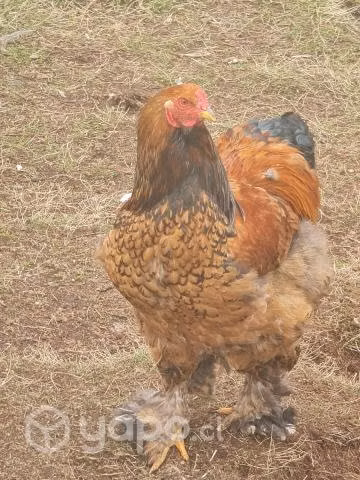 Pollos brahama y huevos